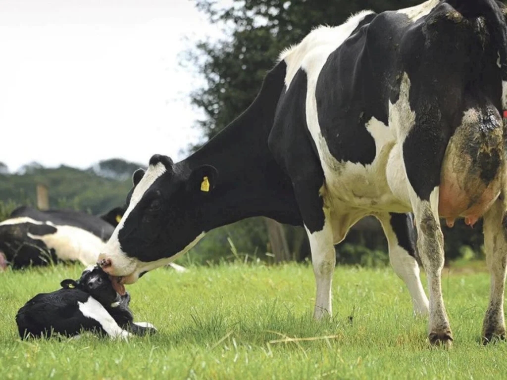 Custos da pecuária de leite e de corte são avaliados