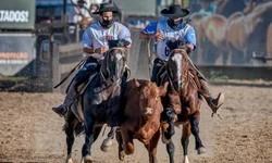 Bagé sedia provas da raça crioula