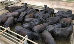 Associação define exposição especial Hereford e Braford