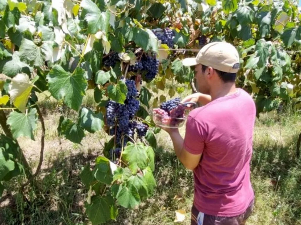 Prefeitura promove a Feira de Uvas