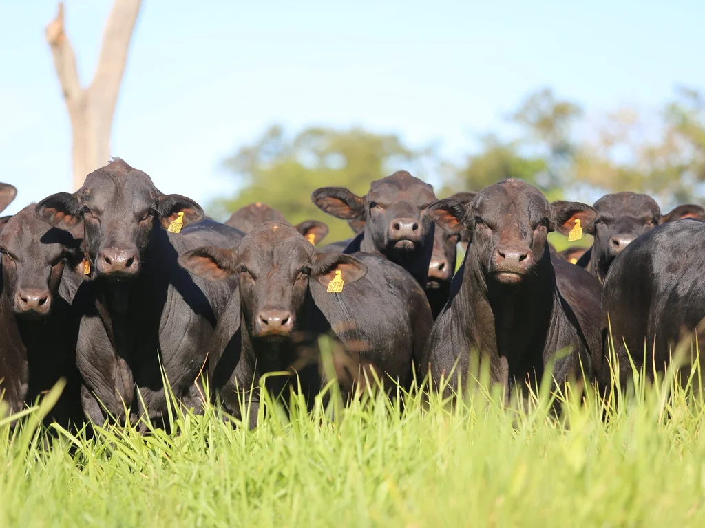 Embrapa seleciona produtores para projeto de melhoramento genético