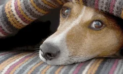 Comércio deve ter crescimento de 5% a 10% nas vendas