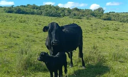 Projeto Qualigen registra primeiros nascimentos