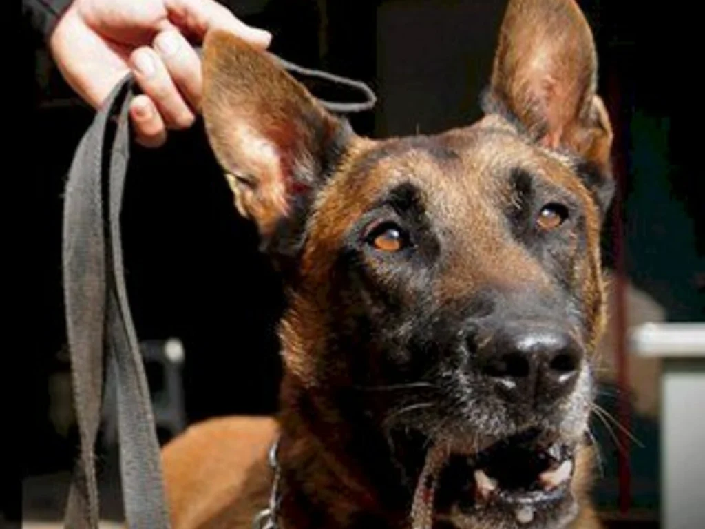 Ministério da Justiça reforça combate nas fronteiras