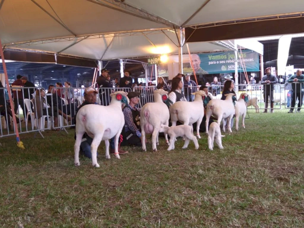 Cabanhas de Bagé arrebatam prêmios na Expointer