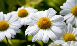 Do banho na sanga ao índio Cobra Coral