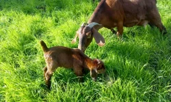 Cabanhas de Bagé arrebatam prêmios na Expointer
