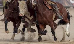 Lideranças de Bagé avaliam realização da Expointer