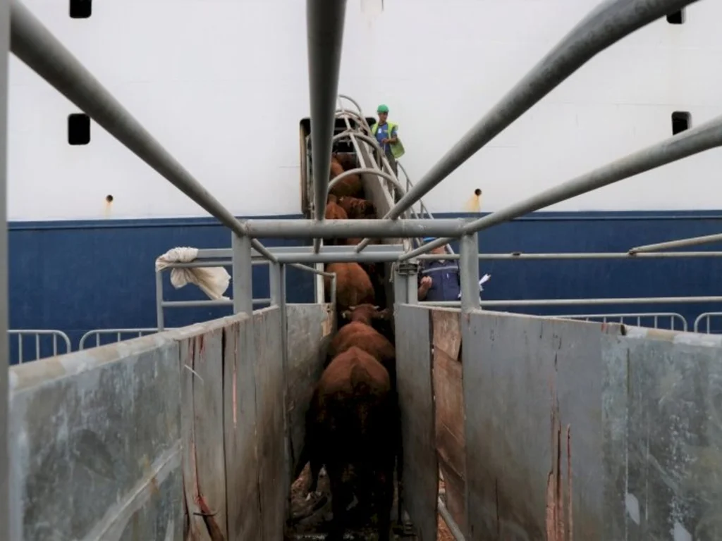 Entidades são contrárias a restrições para exportação de gado em pé