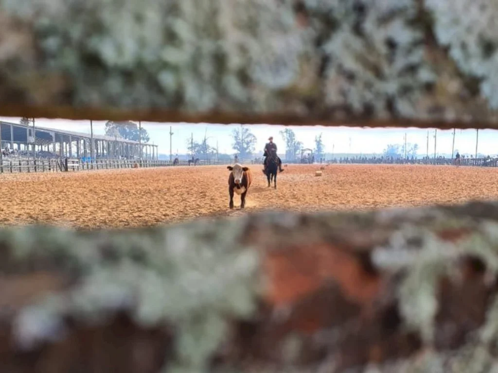 Bagé sedia provas da raça crioula