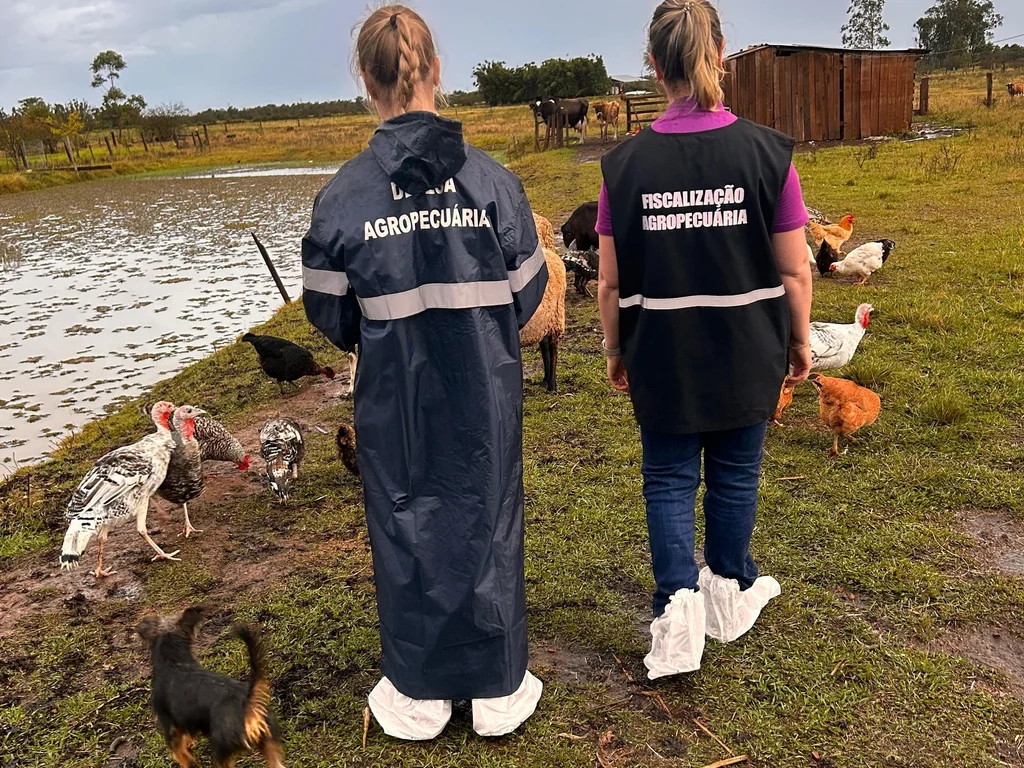 RS já vistoriou 84% das propriedades no entorno do foco de gripe aviária