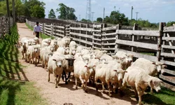 Dziedricki indica R$ 250 mil para Bagé