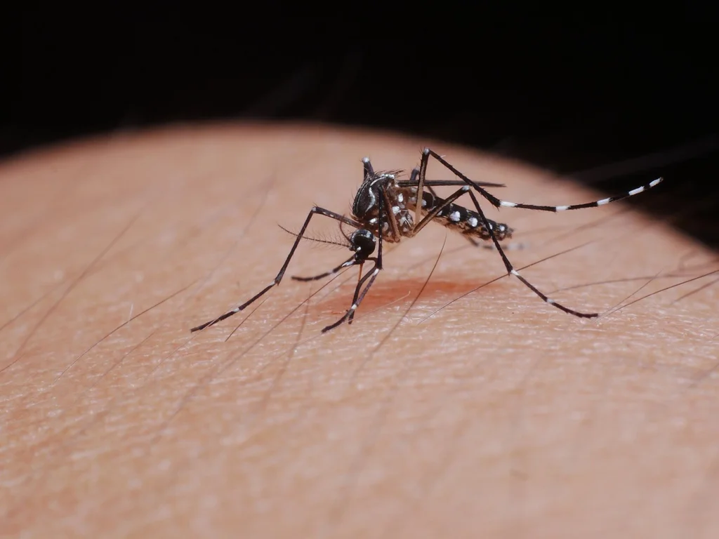 Estado chega a 48 óbitos por dengue