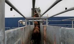 Médias da temporada de primavera devem crescer 20%