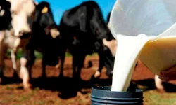 Médias da temporada de primavera devem crescer 20%