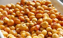 Desafio do Butiá mobiliza escolas gaúchas