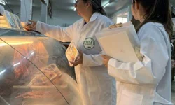 Produtores gaúchos poderão vender arroz à Conab a partir de abril