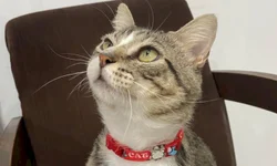 CNA: um jeito diferente de aprender inglês e espanhol