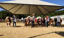 Amplia consumo de sêmen Angus produzido no país