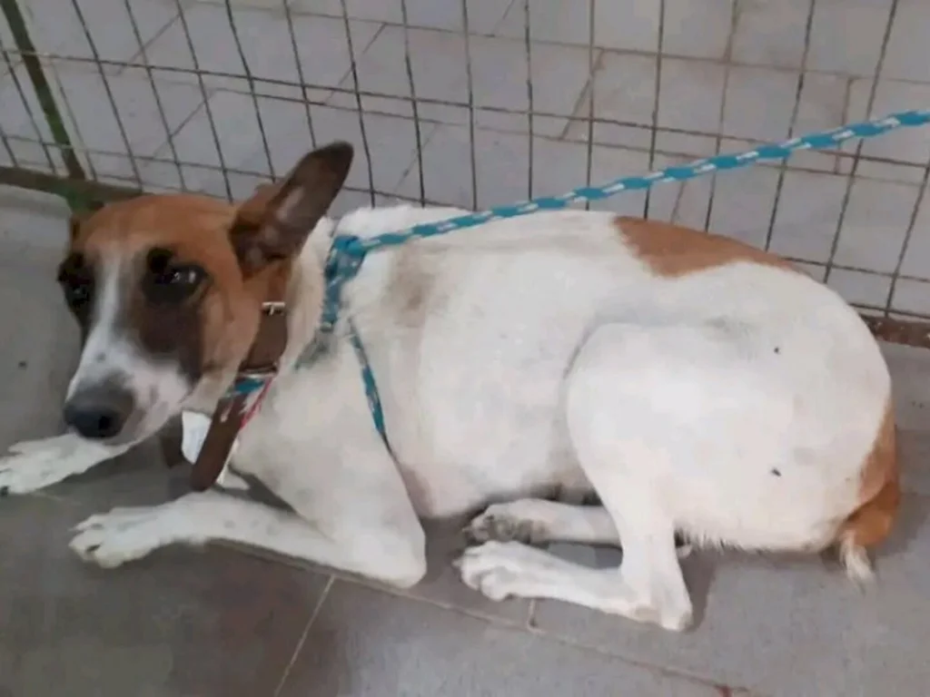 Moradores de cidades vizinhas abandonam animais em Bagé