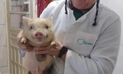 Falta de luz causa transtornos e prejuízos