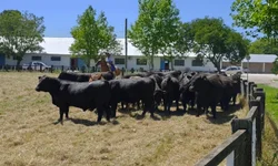 Ovinocultura gaúcha registra R$ 5 milhões em negócios