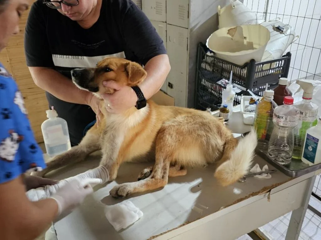 Castramóvel retorna com 120 atendimentos gratuitos