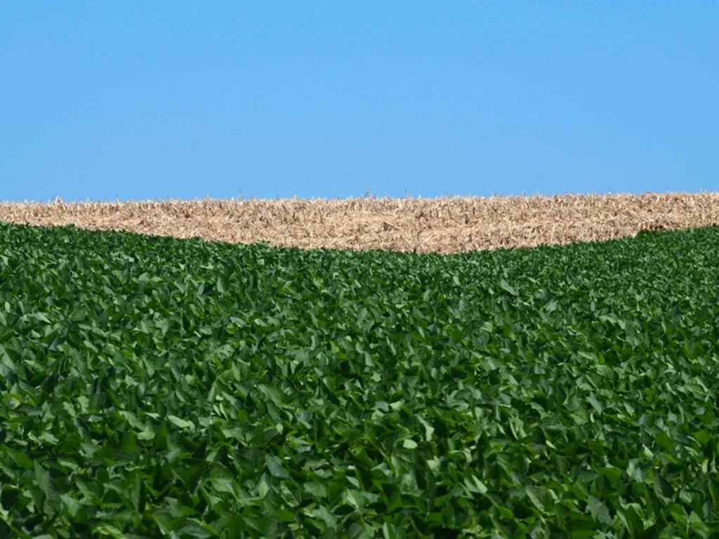 Começa vazio sanitário da soja para conter ferrugem asiática