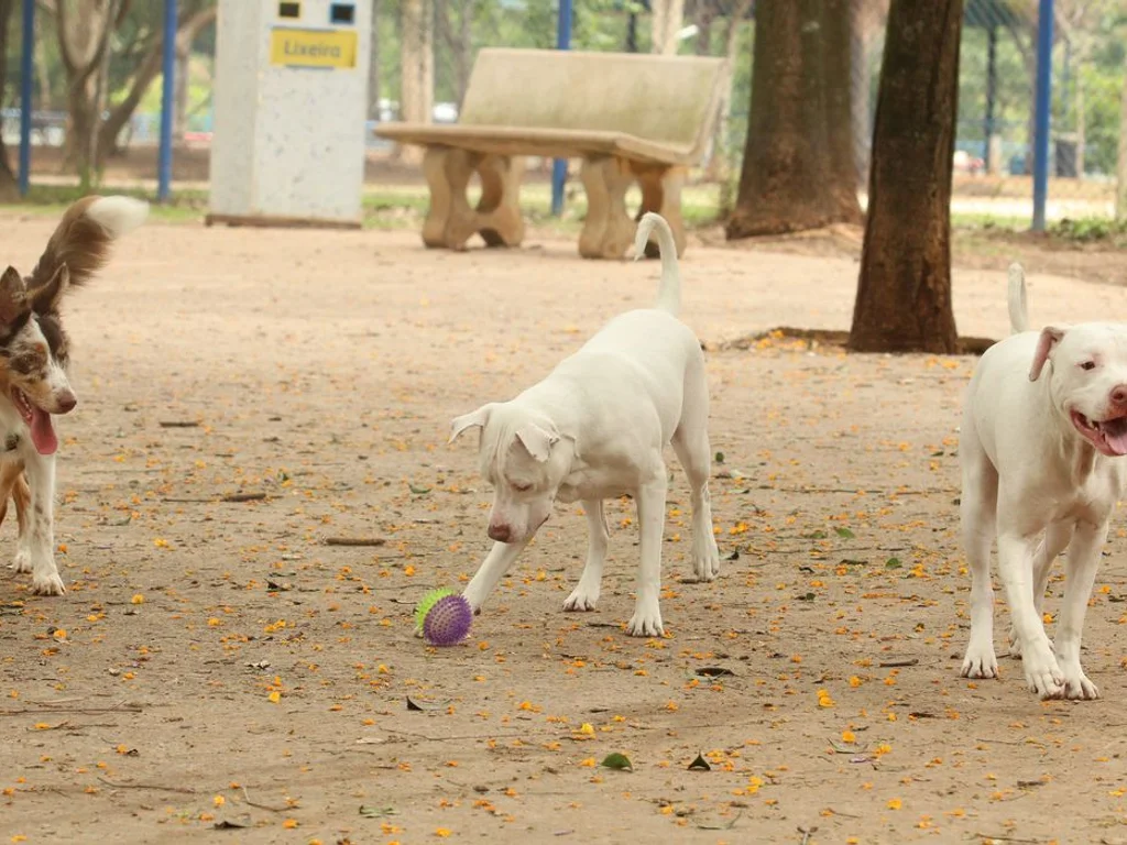 Estatuto dos Cães e Gatos avança no Senado