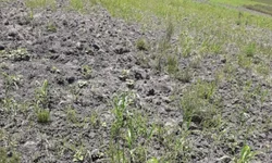 Assembleia instala comissão para tratar da estiagem