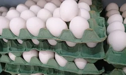 Preço médio da cesta de alimentos fecha em queda