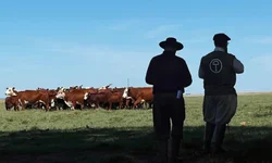 Oitavo Simpósio de Bovinocultura terá programação internacional