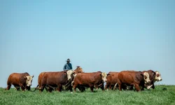 Cabanhas de Bagé arrebatam prêmios na Expointer