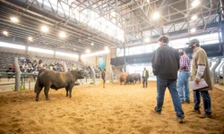 Expointer abre os portões para as estrelas da festa