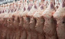 Associação e Embrapa  divulgam resultados  de pesagem