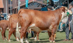 Bagé é destaque no calendário oficial de feiras agropecuárias