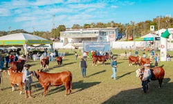 Mundial Braford terá julgamentos e palestras no Parque Assis Brasil