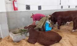 Mais de 1,7 mil animais foram comercializados em 2024