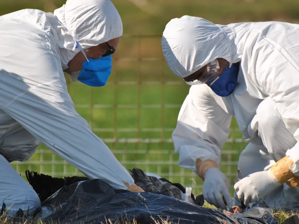 Estado registra caso de H5N1 em aves silvestres