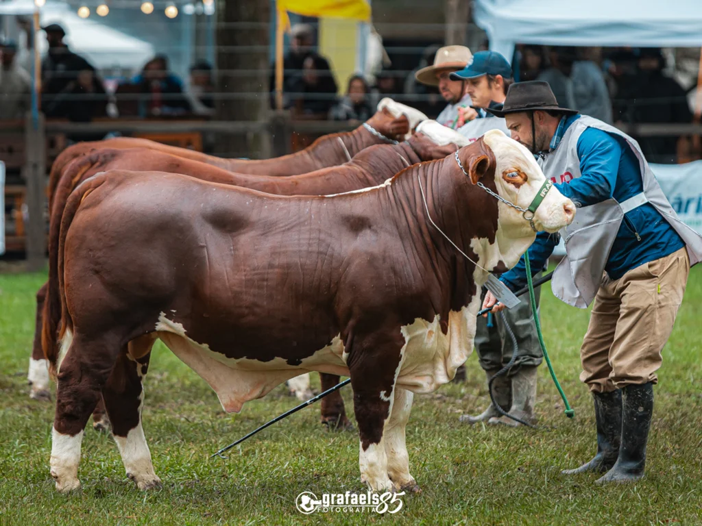 Exposições de primavera abrem calendário com eventos em Bagé, Lavras e Vacaria