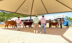 Associação define exposição especial Hereford e Braford