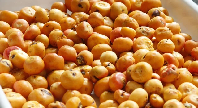 Desafio do Butiá mobiliza escolas gaúchas