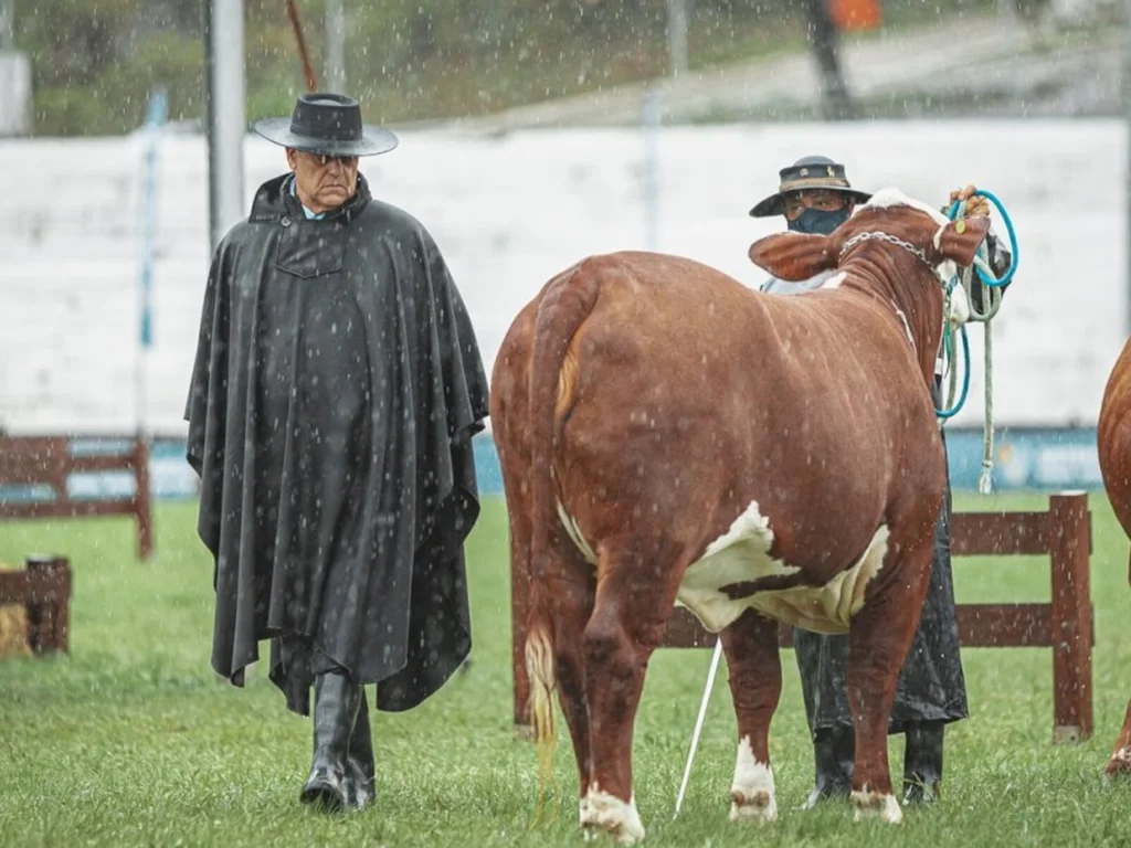 ABHB define data de julgamentos dos animais