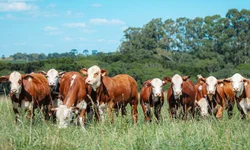 Mais de 1,7 mil animais foram comercializados em 2024