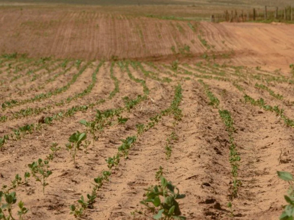 Levantamento aponta propriedades atingidas pela estiagem