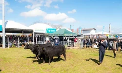 Cabanhas de Bagé arrebatam prêmios na Expointer