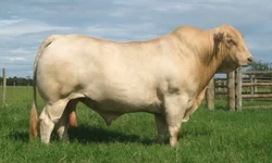 Prêmio valoriza produtores de leite