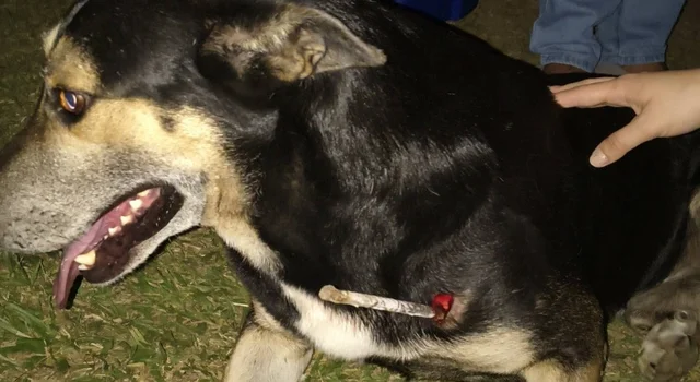 Cão comunitário é torturado com barra de ferro em Bagé