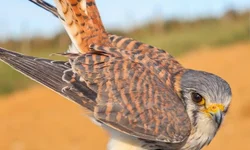 Polícia Civil cumpre mandado de prisão temporária de investigado por feminicídio