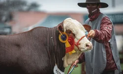 Expointer abre os portões para as estrelas da festa